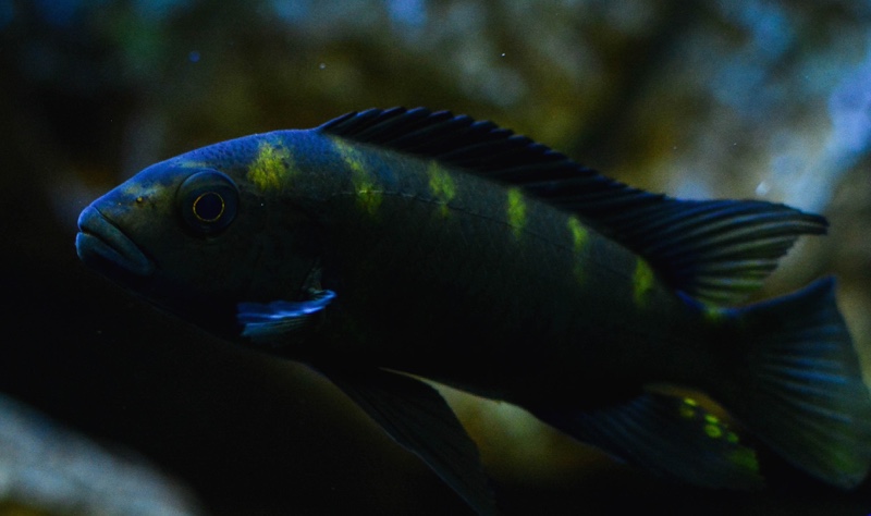 Pseudotropheus crabro